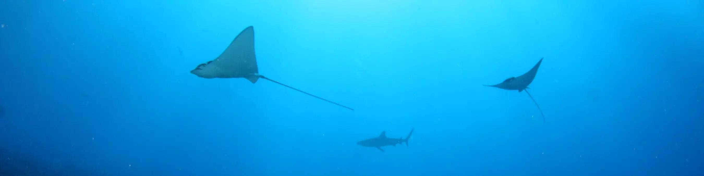 Two stingrays and a shark swimming in blue water, lit from above