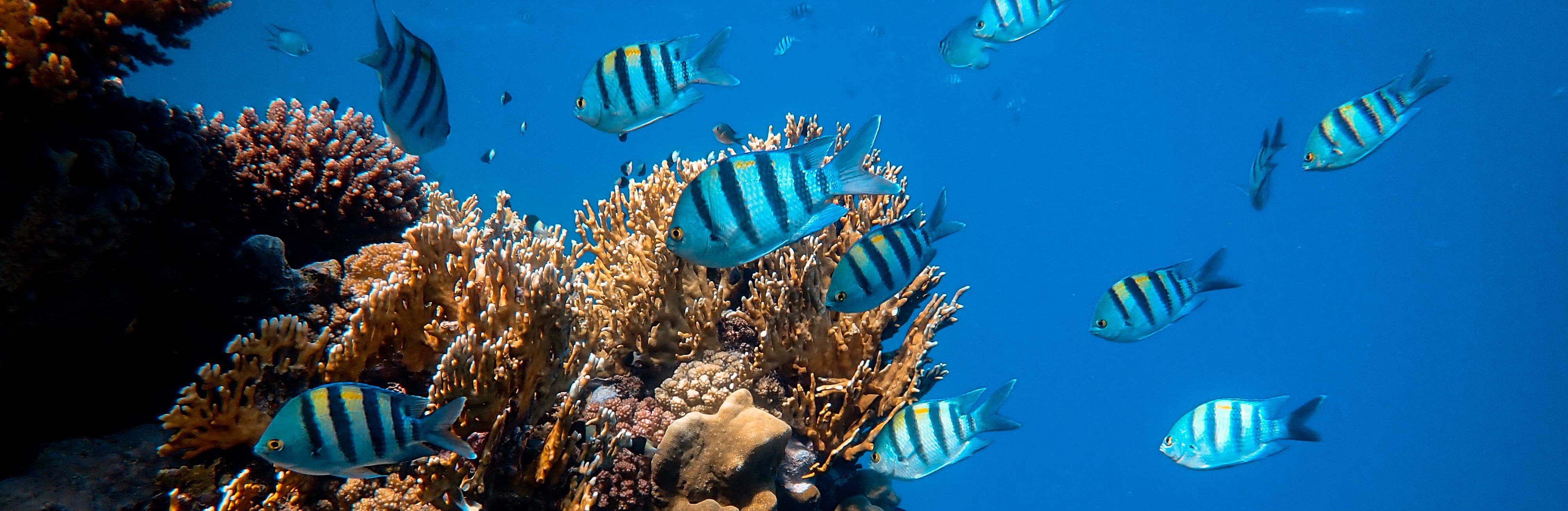 Group of blue fish in a coral reef