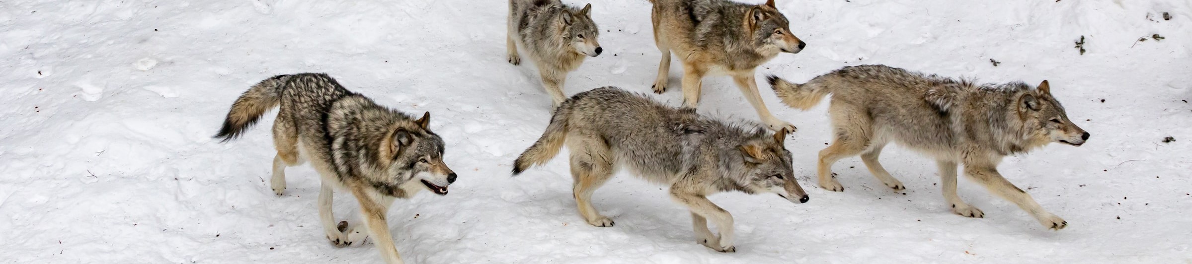 Pack of wolves running through snow, illustrating the wolf packs central to the Redrock case study