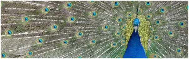 Peacock with spread tail, illustrating the importance of a unique cover letter to impress recruiters.