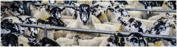 Sheep in pens, illustrating the importance of conforming to standard formatting rules for a consulting cover letter.