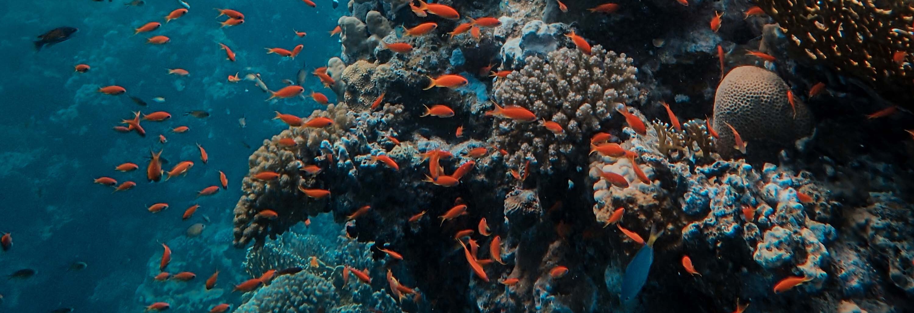 Coral reef with many red fish swimming around it, represetning the aquatic ecosystem from the McKinsey Solve assessment