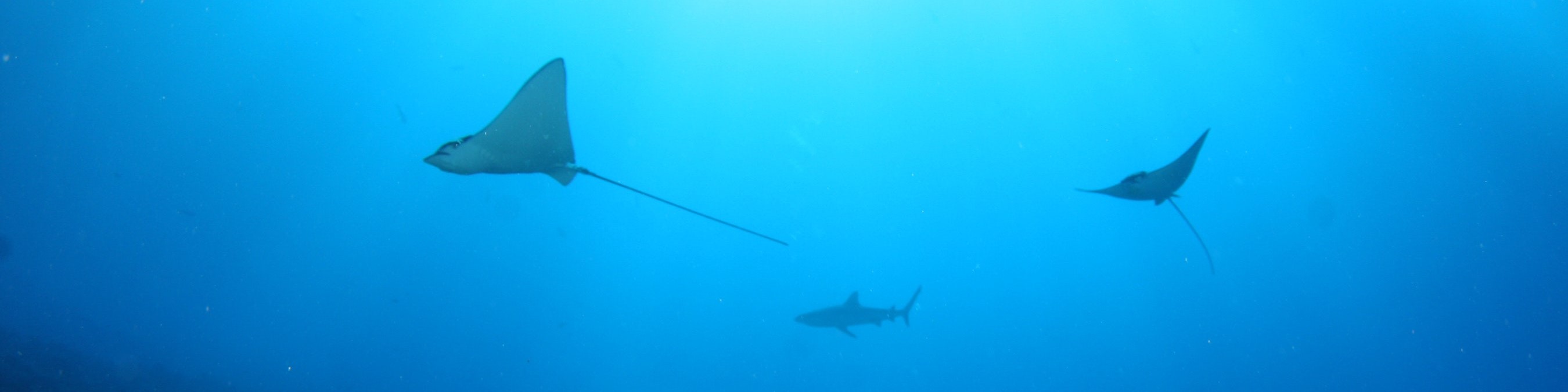 Two stingrays and a shark swimming in blue water, lit from above