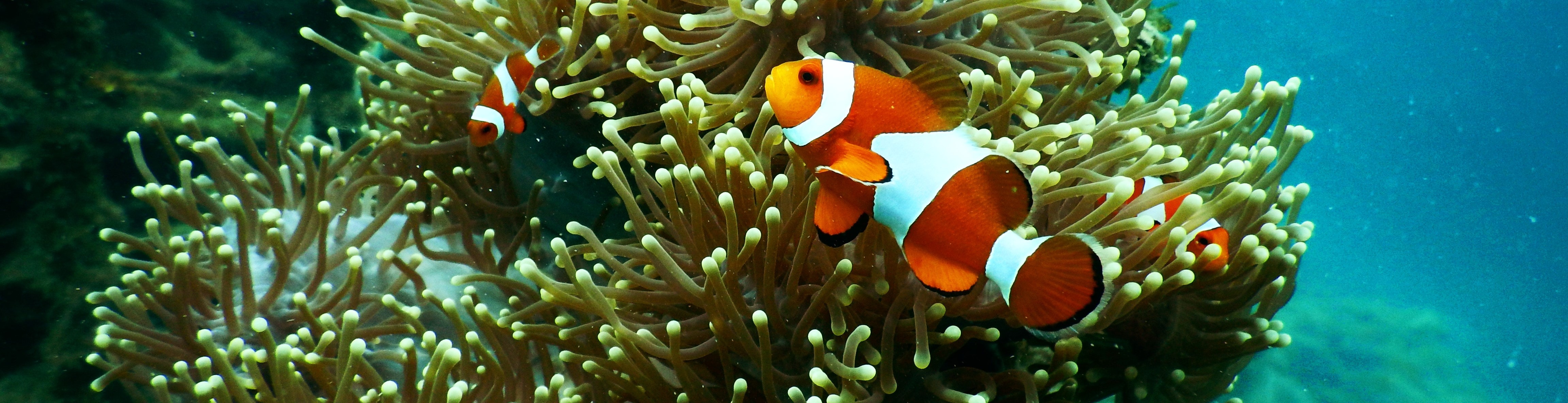 Clown fish swimming in a coral reef