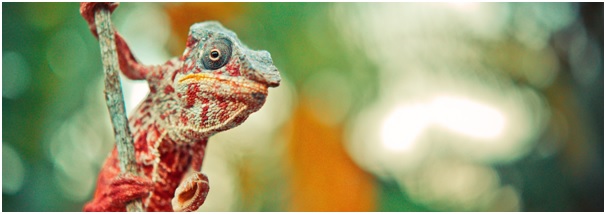 brightly coloured chameleon on a branch